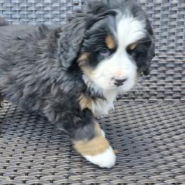 Bernese Mountain Dogs from Bravura Bernese Mountain Dog