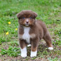 Girl 2 - Red tri-color female Australian Shepherd puppy in Rochester, Massachusetts from Clover Creek Aussies