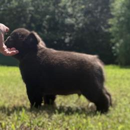 Russel - Black male French Bulldog puppy in Tulsa, Oklahoma from EvergreenEliteKennel
