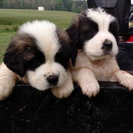 Saint Bernards from SouthSide Saints
