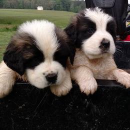 Saint Bernards from SouthSide Saints