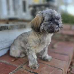 AKC Winchester - Brindle male Shih Tzu puppy in Smithville, Georgia from The Luckie Puppy