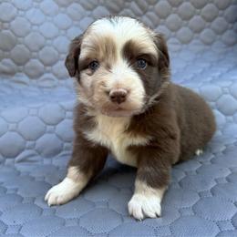 Tess - Red merle female Miniature Australian Shepherd puppy in Lebanon, Oregon from Two Pines Mini Aussies