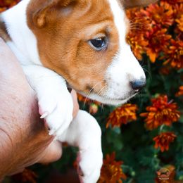 Padme - Red and white female Basenji puppy in San Diego, California from Triforce Basenjis