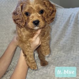 Cavapoo Puppies from Prince Pups