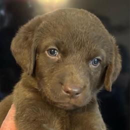 Red Collar girl - Brown female Chesapeake Bay Retriever puppy in Las Vegas, Nevada from Birdsview Chesapeake Kennel