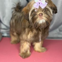 Zuri(info in description) - Chocolate and tan female Shih Tzu puppy in Roseville, Michigan from Diamond Paws LLC
