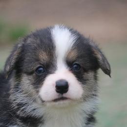 Ferrari - Black and tan male Pembroke Welsh Corgi puppy in West, Texas from Rustic Spur Kennel