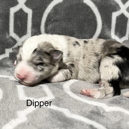 Dipper - black collar - Blue merle male Border Collie puppy in Crawfordsville, Indiana from Rescued Dreams Border Collies