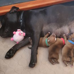 Staffordshire Bull Terriers from Stone Cold Staffordshire Bull Terriers