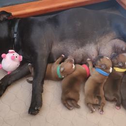 Staffordshire Bull Terriers from Stone Cold Staffordshire Bull Terriers