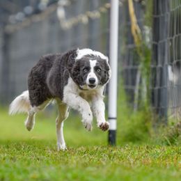 Border Collie puppies from Oddity Kennels