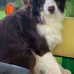 Firefly - Miniature Australian Shepherd