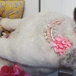 Maddie - Poodle