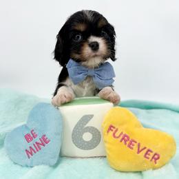 NEBL3 Gene Carrier Munchkin - Tri-color male Cavalier King Charles Spaniel puppy in Louisville, Kentucky from Ali-Mae Cavaliers