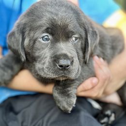 Dilute Retriever and Labrador Retriever Puppies from The Sugar & Spice Ranch Labrador Retrievers