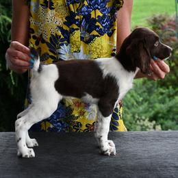 Lady - Liver and white female Brittany puppy in Hollidaysburg, Pennsylvania from Royal Flush Farms