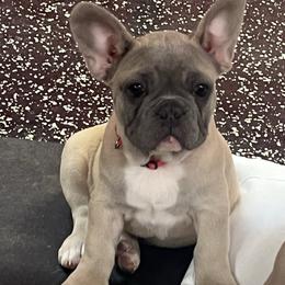 Red collar - Blue fawn male French Bulldog puppy in Union City, Tennessee from West Tennesse Frenchies