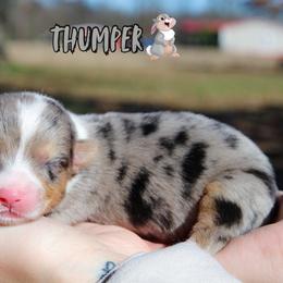 Thumper - Blue merle and white male American Corgi puppy in Star City, Arkansas from T4 Farms