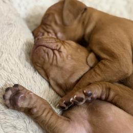 Vizsla Puppies from On Point Farm