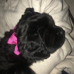 Tibetan Mastiff Puppies from Wanderlust Tibetan Mastiffs