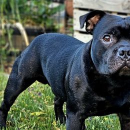 Staffordshire Bull Terriers from VIP Staffords