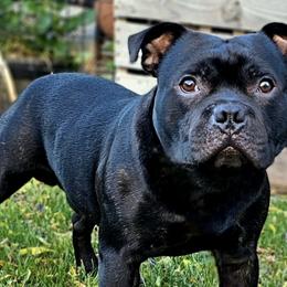 Staffordshire Bull Terriers from VIP Staffords