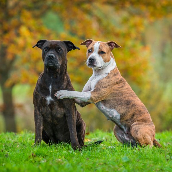 American Staffordshire Terrier