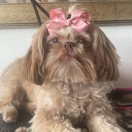 Shih Tzus from Henderson's Fur Babies