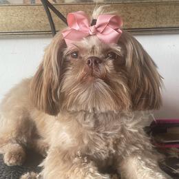 Shih Tzus from Henderson's Fur Babies