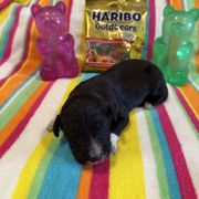 Melbourne - White and black male Bordoodle puppy in Republic, Missouri from Holland Hilltop Farm