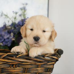 Mr Green - Golden male Golden Retriever puppy in Moapa, Nevada from Little Bitta Luck Farms