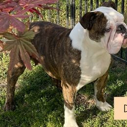 Bulldogs from Teddy Bear Bulldogs