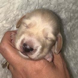 Little Boy 1 - Cream male Dachshund puppy in Rutherfordton, North Carolina from Mountain Farm Dachshunds