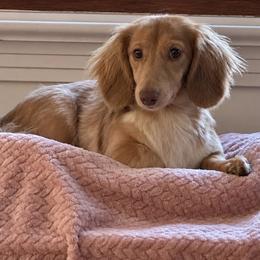 Toby 2800 - Cream male Dachshund puppy in Biloxi, Mississippi from Southern Doxies