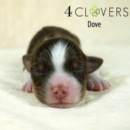Dove - Red tri-color female Miniature American Shepherd puppy in Carlisle, Pennsylvania from 4 Clovers Kennel