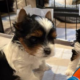 Skyla - Black tan and white female Biewer Terrier puppy in Philipsburg, Pennsylvania from Happy Valley Biewer Terriers