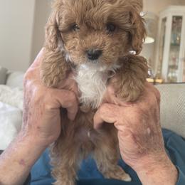 Maltipoo Puppies from Ollie-Pop Paws Breeding