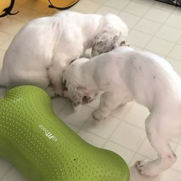 Clumber Spaniel Puppies from Lake Desire Clumber Spaniels