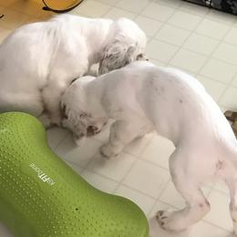 Clumber Spaniel Puppies from Lake Desire Clumber Spaniels