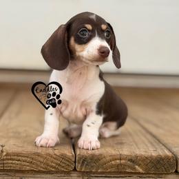 Molly (SHORTHAIR) - Chocolate and cream female Dachshund puppy in Nashville, Arkansas from Cuddles n Curls