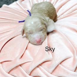 Sky - Cream female Goldendoodle puppy in Pasco, Washington from Camp Doodle Woods