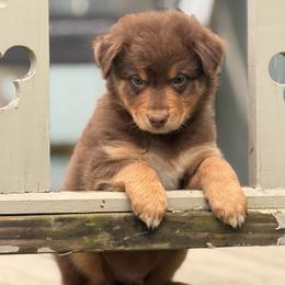Cadbury - Red tri-color male Australian Shepherd puppy in Windsor, New York from Double B Aussies