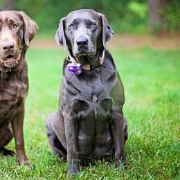 Luna - Labrador Retriever