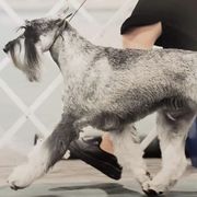 Standard Schnauzers from Meisterwerk Standard Schnauzers