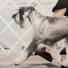 Standard Schnauzers from Meisterwerk Standard Schnauzers