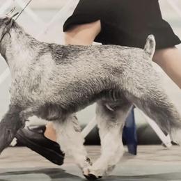 Standard Schnauzers from Meisterwerk Standard Schnauzers