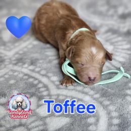 Toffee - Apricot male Poodle puppy in Hoagland, Indiana from Kandyland Kennels