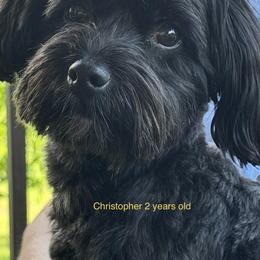 Christopher - Havanese