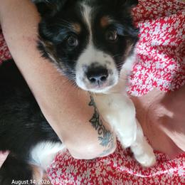 Daisy - Black tri female Miniature Australian Shepherd puppy in Conneaut, Ohio from J&K Mini Aussies and Golden Retrievers